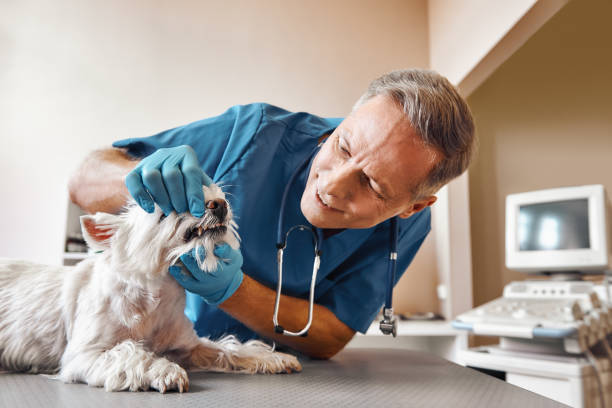 Best Pediatric Emergency Dentist in Colchester, IL